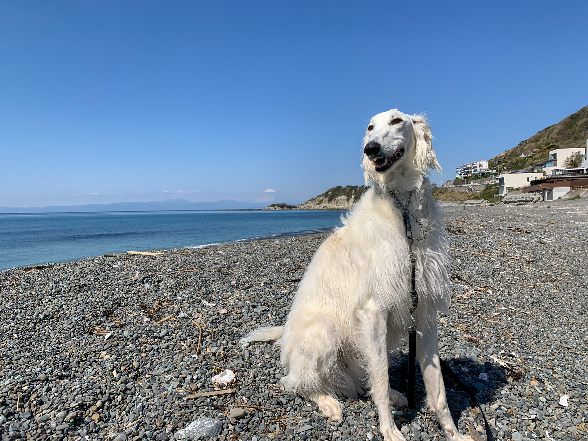 サルーキーはどんな犬？まず知っておきたい基礎知識